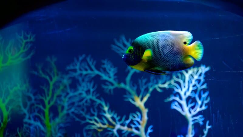 Coral Reef Restaurant