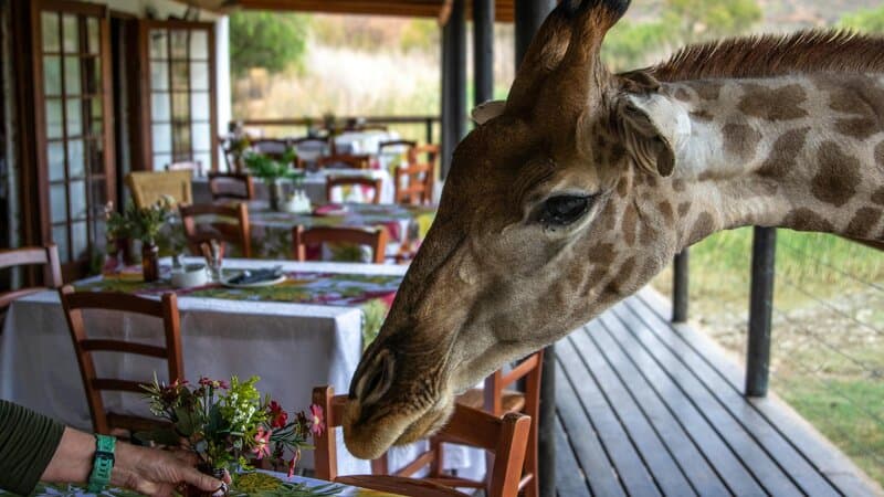 Tusker House Restaurant